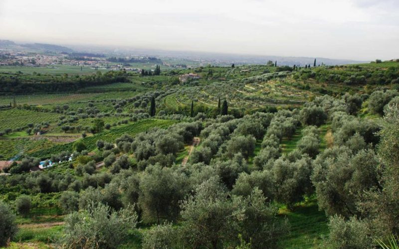 La Valpolicella da Gustare